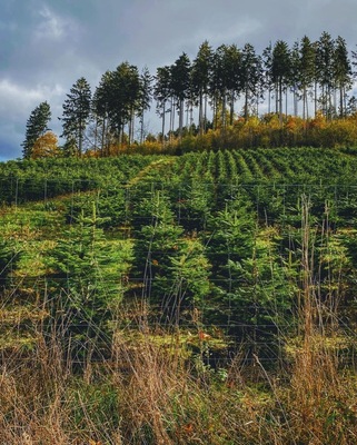 The whole Sauerland area boasts dense forests and rolling hills of green pastures. Thanks to the sheer space and cool climate, conifers are farmed all over. This Christmas tree farm can be seen on a footpath connecting the neighbouring villages of Allendorf and Stockum. 
#lifeatexpedia #germany #sundern #sauerland #nrw