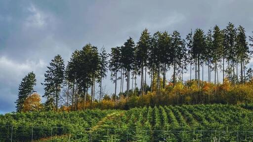 The whole Sauerland area boasts dense forests and rolling hills of green pastures. Thanks to the sheer space and cool climate, conifers are farmed all over. This Christmas tree farm can be seen on a footpath connecting the neighbouring villages of Allendorf and Stockum.
#lifeatexpedia #germany #sundern #sauerland #nrw