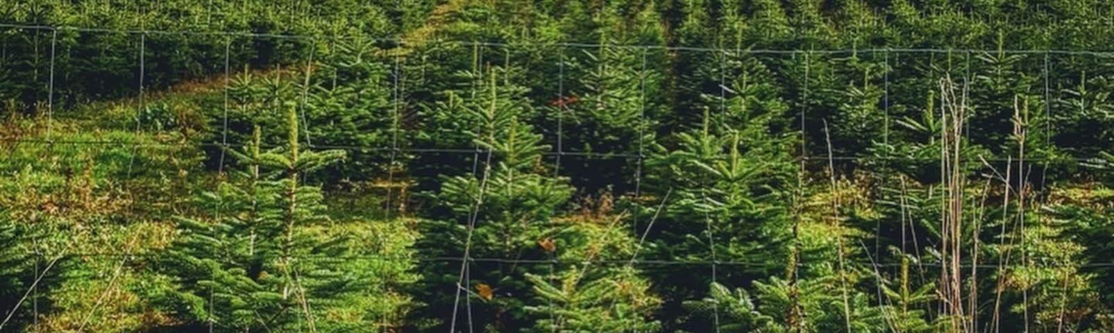 The whole Sauerland area boasts dense forests and rolling hills of green pastures. Thanks to the sheer space and cool climate, conifers are farmed all over. This Christmas tree farm can be seen on a footpath connecting the neighbouring villages of Allendorf and Stockum.
#lifeatexpedia #germany #sundern #sauerland #nrw