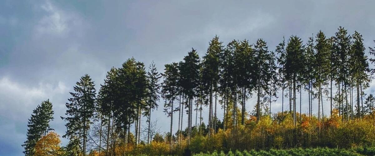 A forested hillside with young trees and a wire fence.