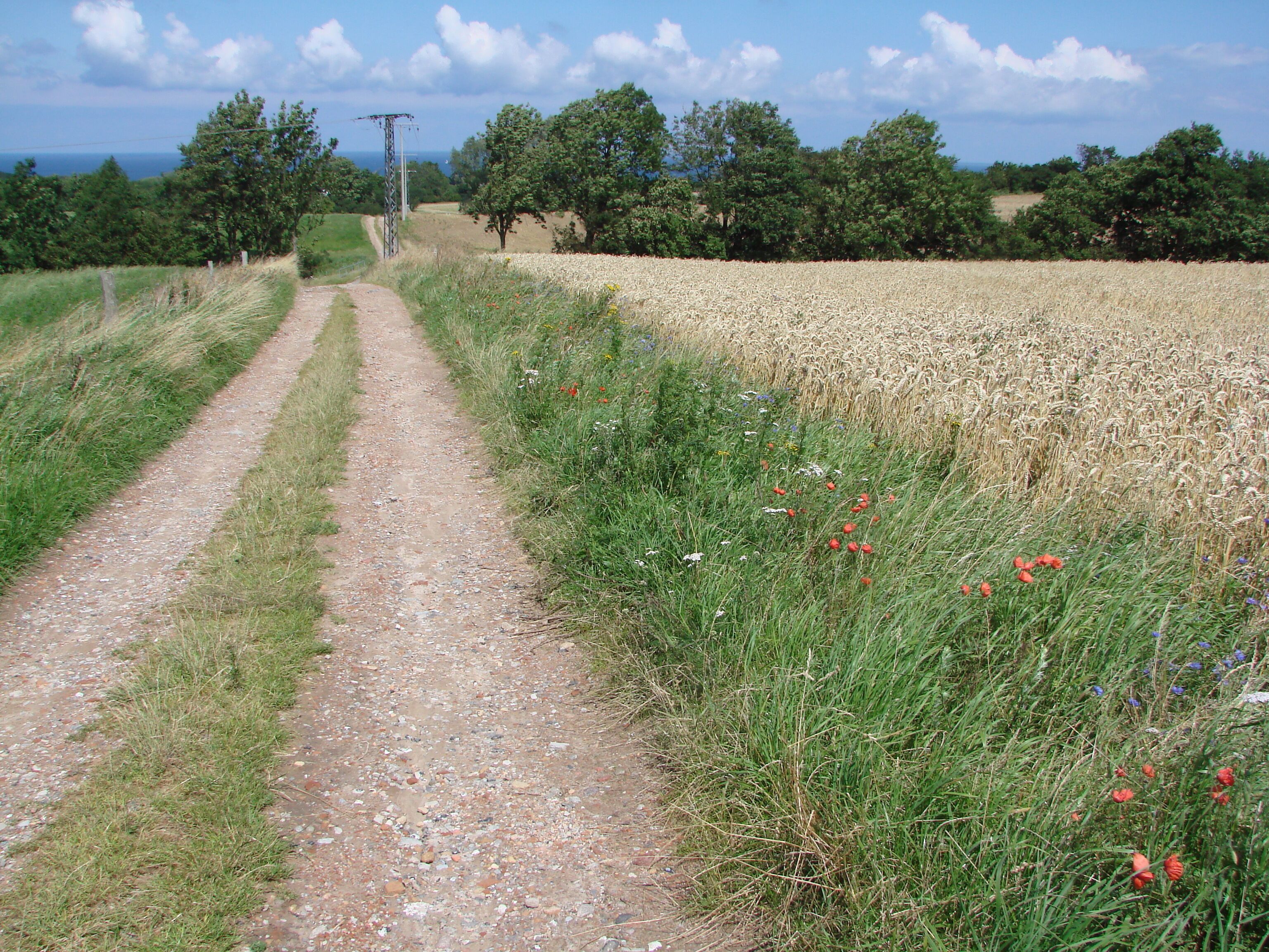 Rügen Jasmund bei Nardevitz