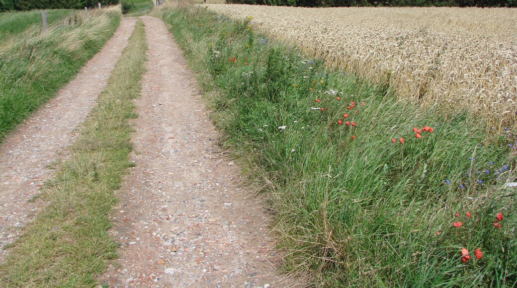 Rügen Jasmund bei Nardevitz