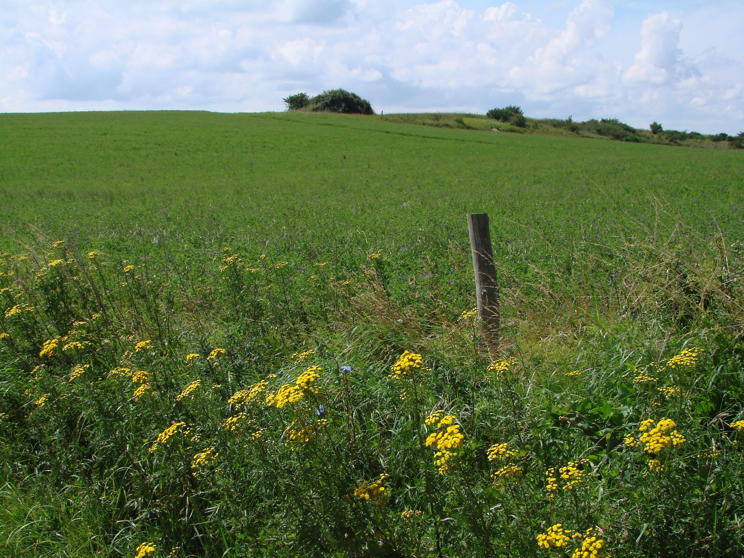 Rügen Jasmund Fürstengräber zwischen Nardevitz Neddesitz