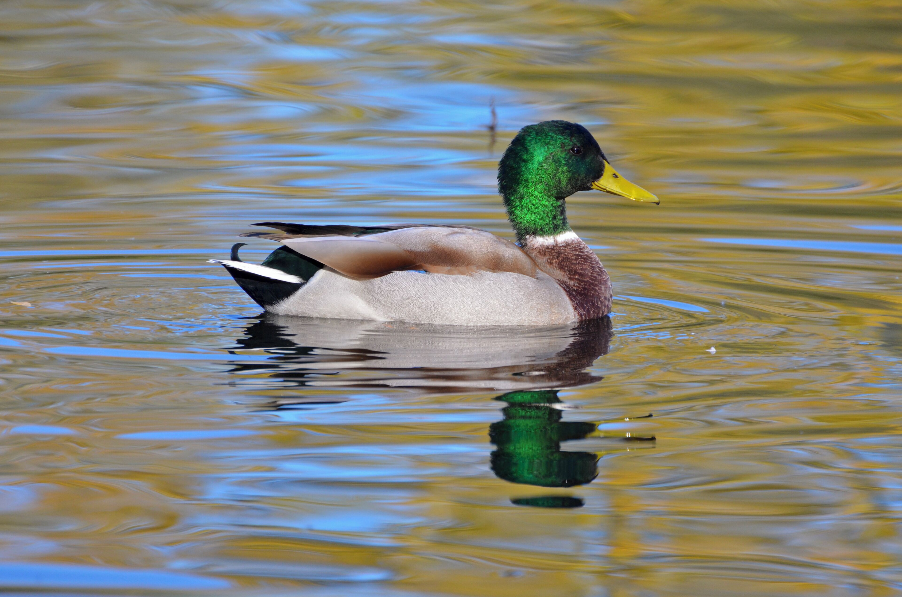 Male mallard, wild duck, Moenchbruch pond, Hesse, Germany.
