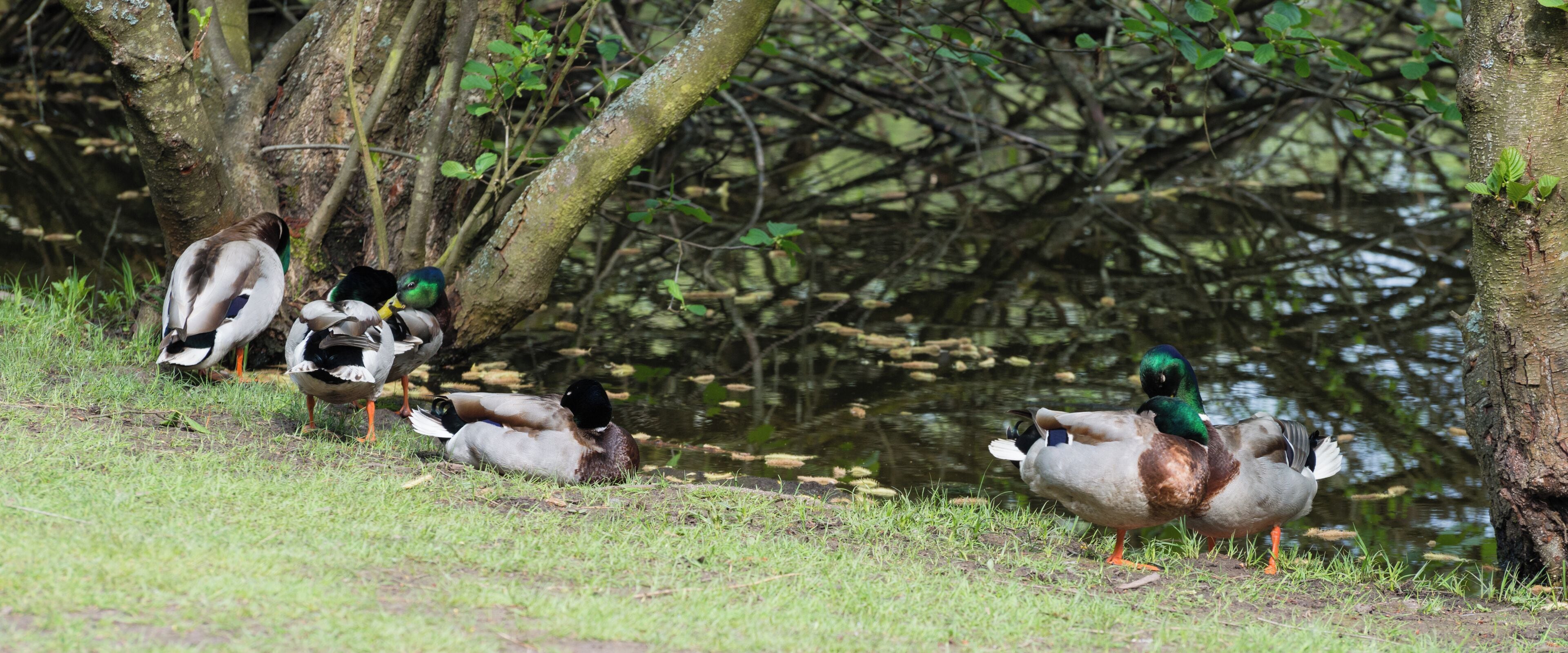 Male mallard ducks, Nature reserve Moenchbruch, Hesse, Germany. Left: group. Right: Homosexual pair. At the lake shore, there was a group of four male Mallards loosely hanging around together (left side of the image) and a male couple (right side of the image) While the ducks in the loose group kept some distance among each other and occasionally separated, the couple on the right behaved like a heterosexual Mallard duck couple in a way that they always kept very close together and remained separated from the other group. When they moved, one duck of the couple was always very closely following the other one and when they didn't move they frequently established body contact as shown on the set of photos in the image note.