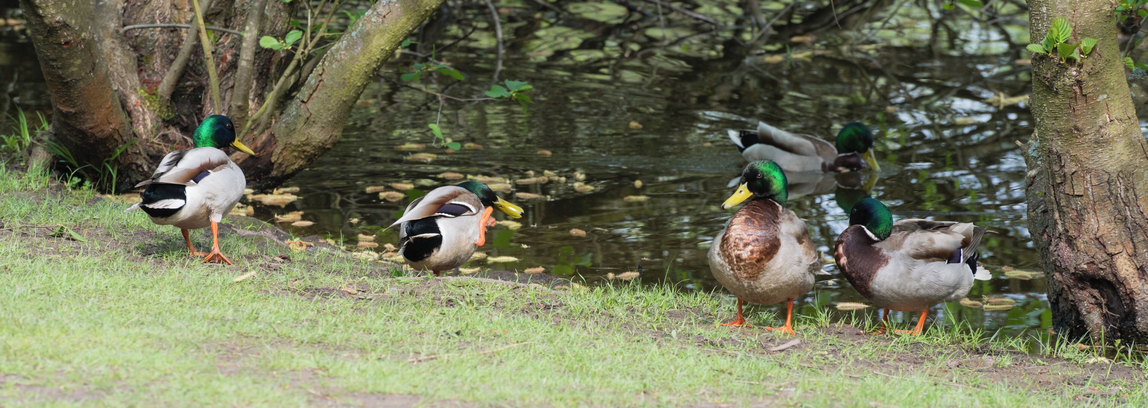 Male mallard ducks, Nature reserve Moenchbruch, Hesse, Germany