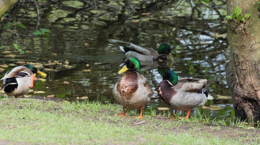 Male mallard ducks, Nature reserve Moenchbruch, Hesse, Germany