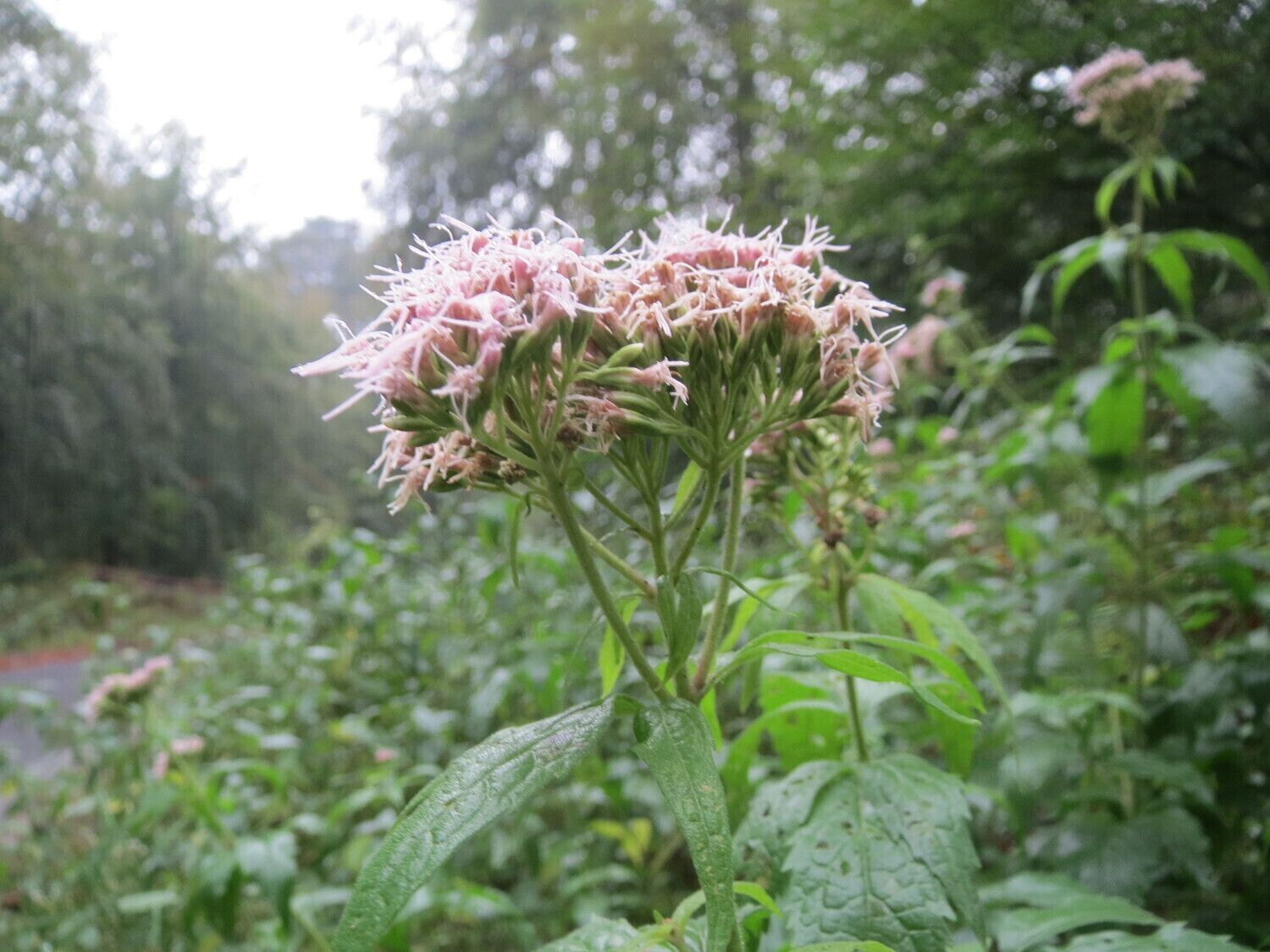 Gewöhnlicher Wasserdost (Eupatorium cannabinum) im Schwetzinger Hardt