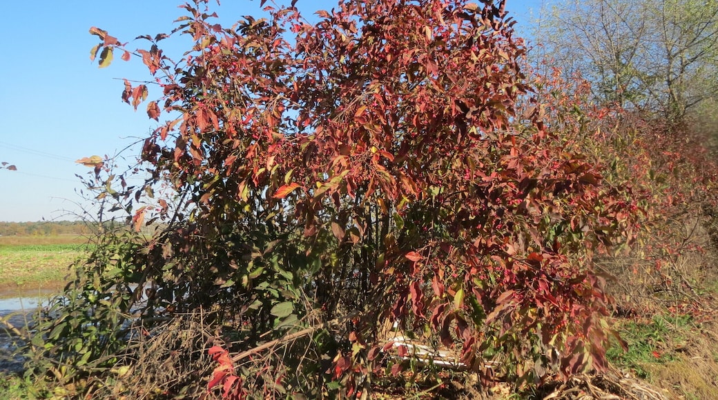 Gewöhnlicher Spindelstrauch oder PfaffenhĂŒtchen (Euonymus europaeus) bei Reilingen