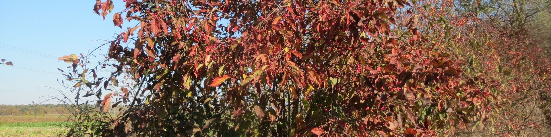 Gewöhnlicher Spindelstrauch oder Pfaffenhütchen (Euonymus europaeus) bei Reilingen