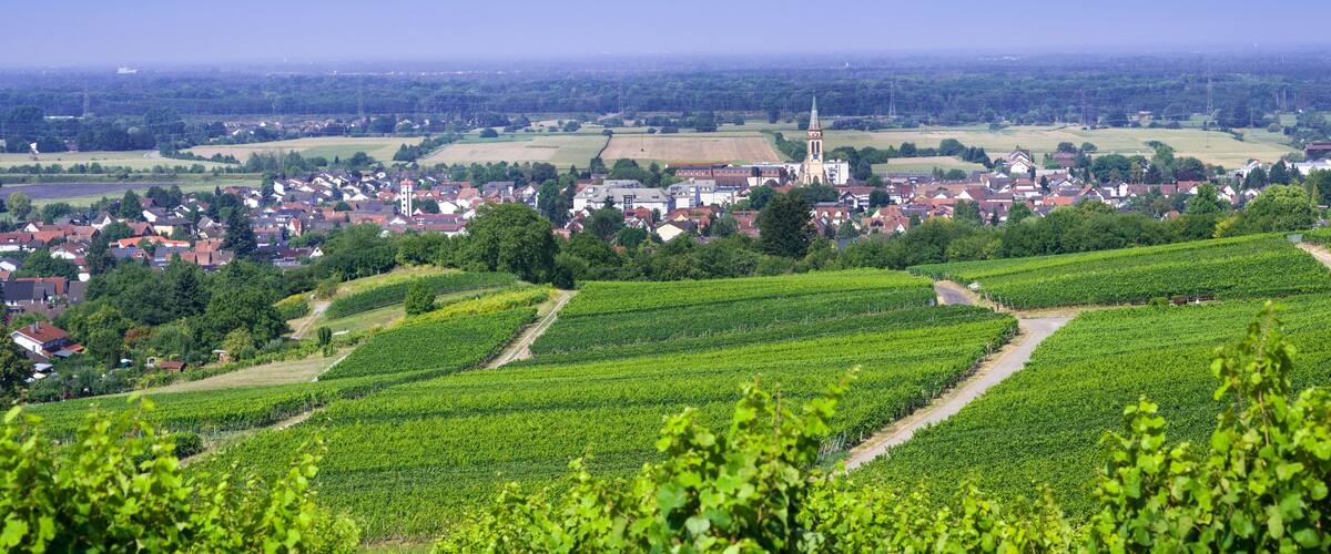 A vineyard with rows of grapevines, a town with houses and a church in the background, and a clear blue sky.