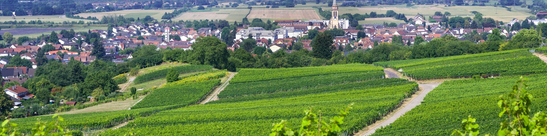 A vineyard with rows of grapevines, a town with houses and a church in the background, and a clear blue sky.