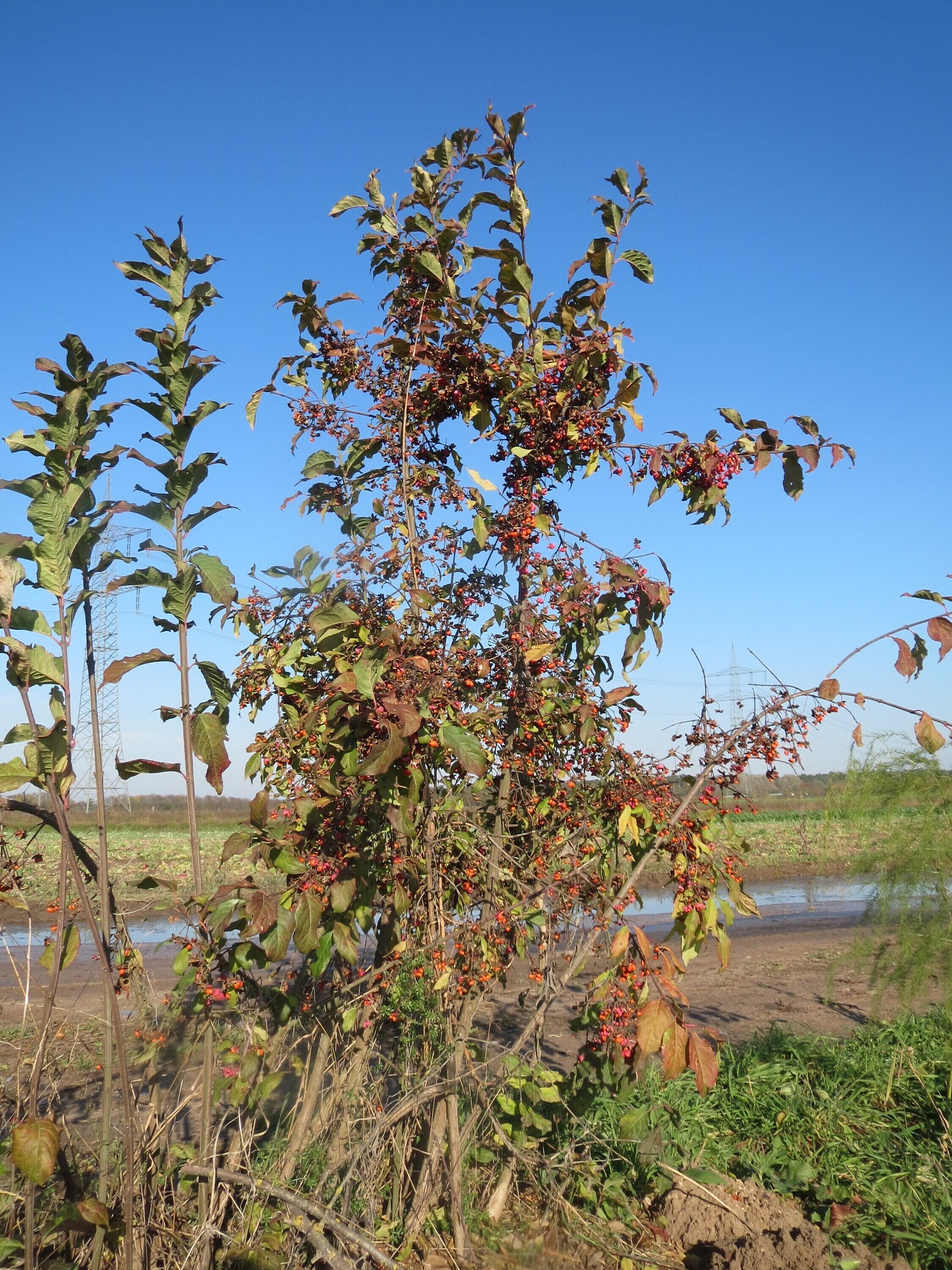 Gewöhnlicher Spindelstrauch oder Pfaffenhütchen (Euonymus europaeus) bei Reilingen
