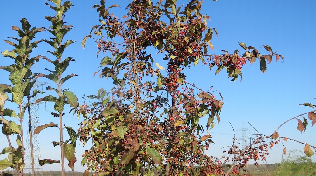 Gewöhnlicher Spindelstrauch oder PfaffenhĂŒtchen (Euonymus europaeus) bei Reilingen