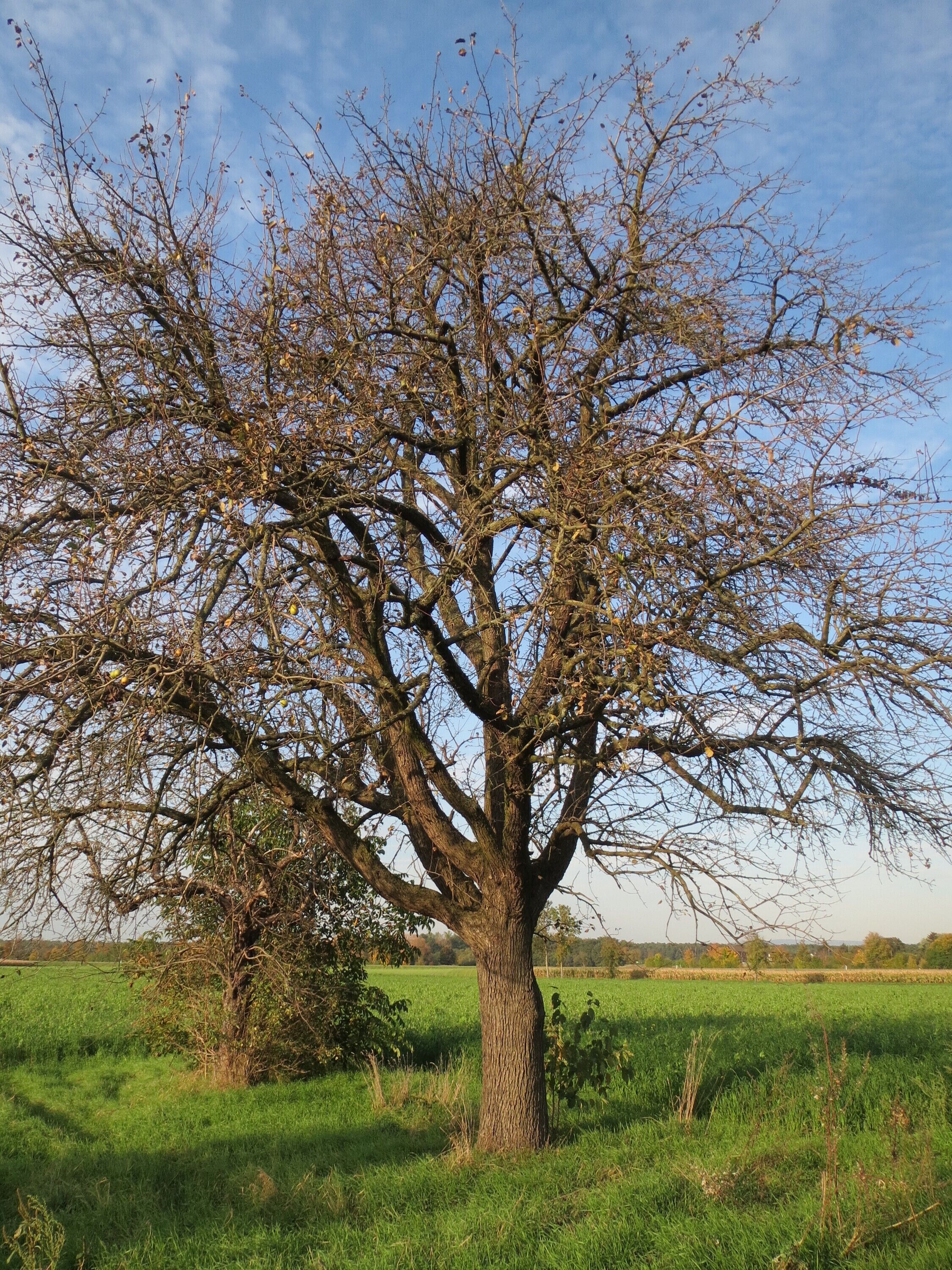 Birne (Pyrus communis) am Burgweg bei Reilingen