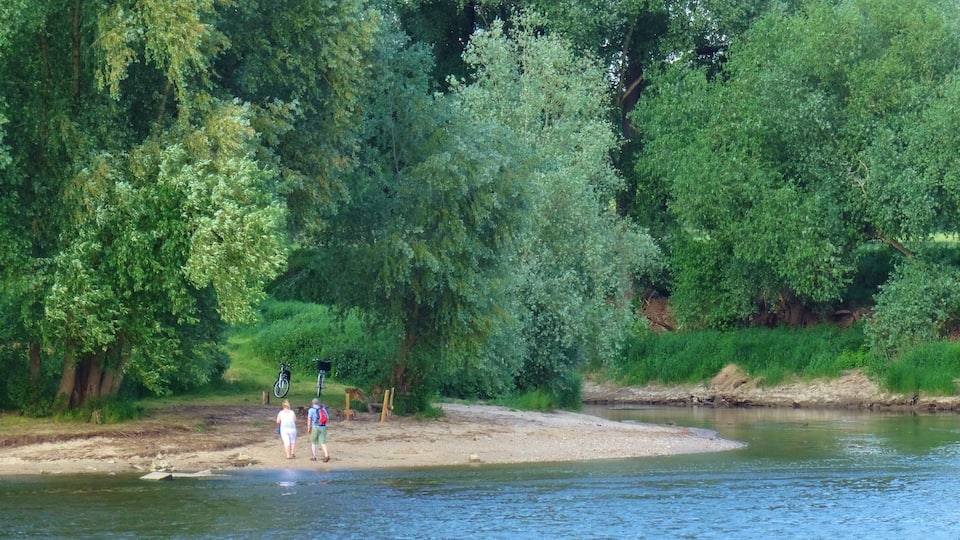 A riverbank with dense trees and a sandy shore.