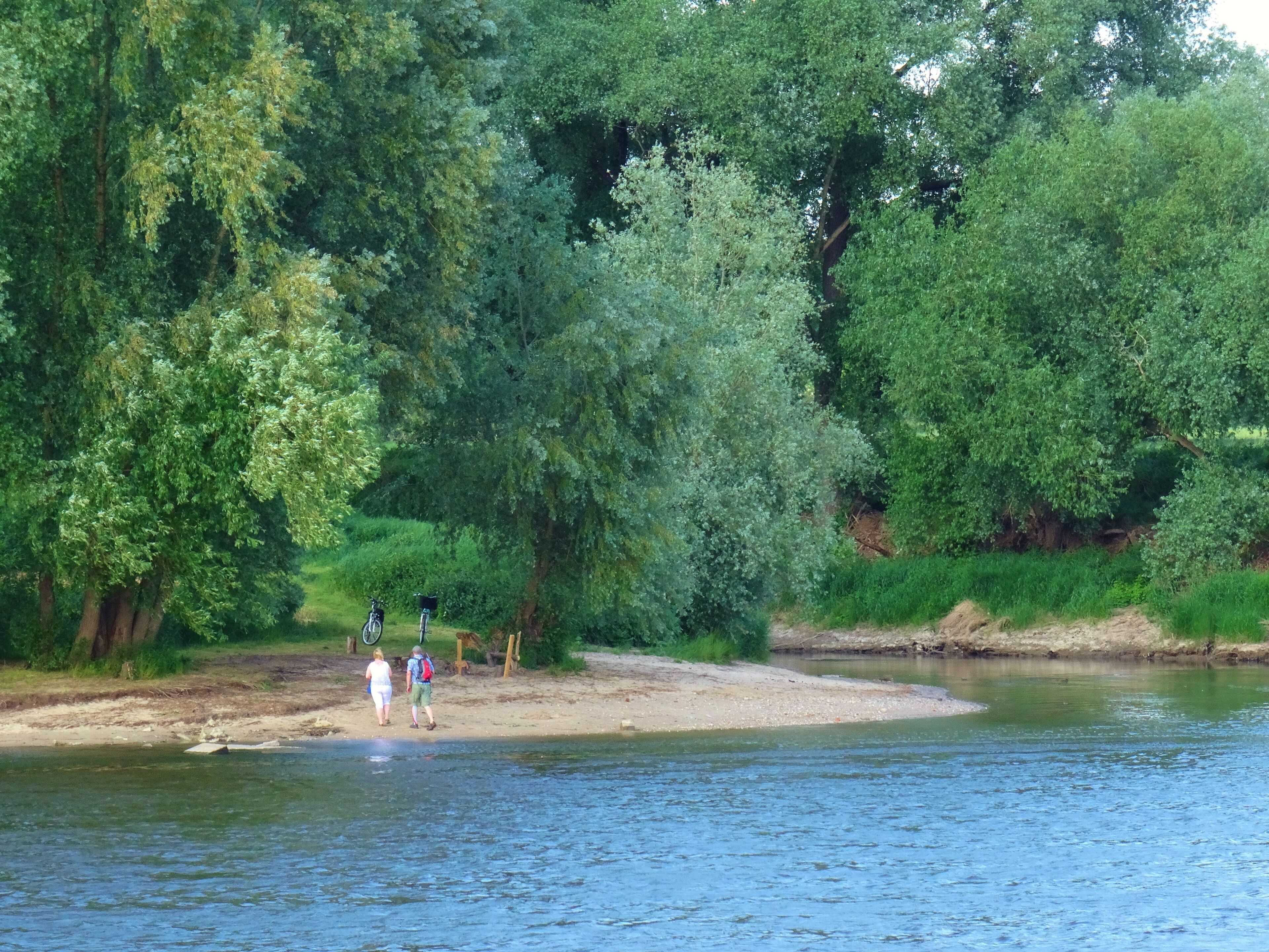 A riverbank with dense trees and a sandy shore.