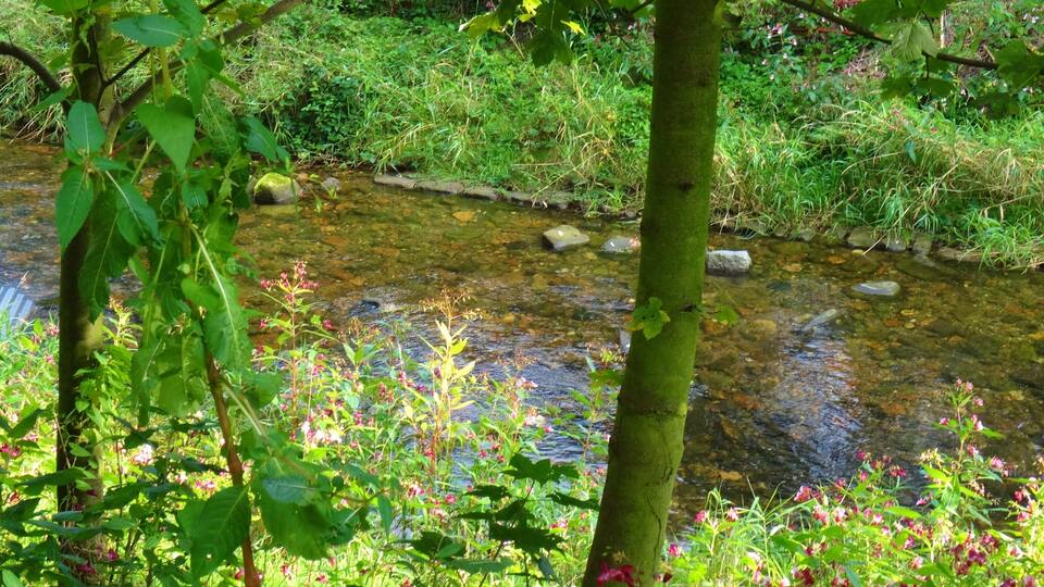 A stream with rocks and lush greenery.