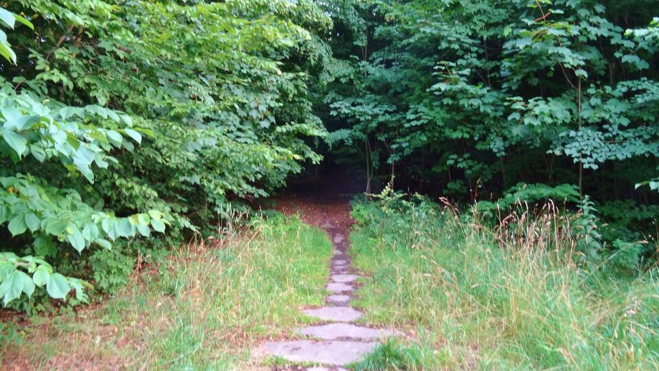 A stone path leading through a forest.