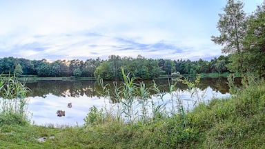 Um lago tranquilo rodeado por vegetação exuberante e árvores.