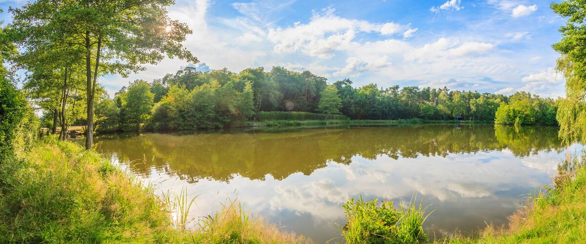 A calm lake surrounded by lush greenery and trees.