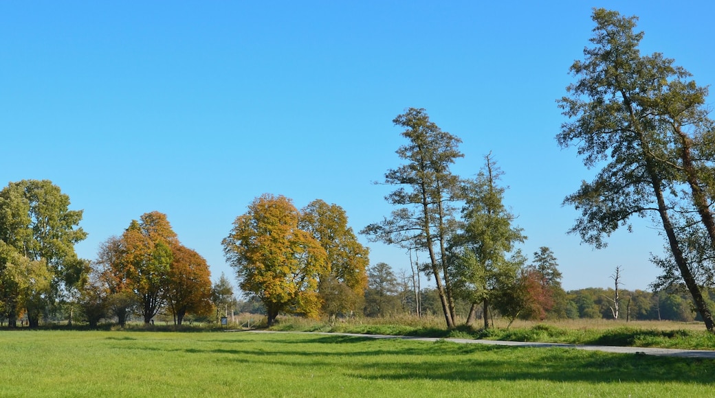 Nature reserve Moenchbruch, Hesse, Germany.