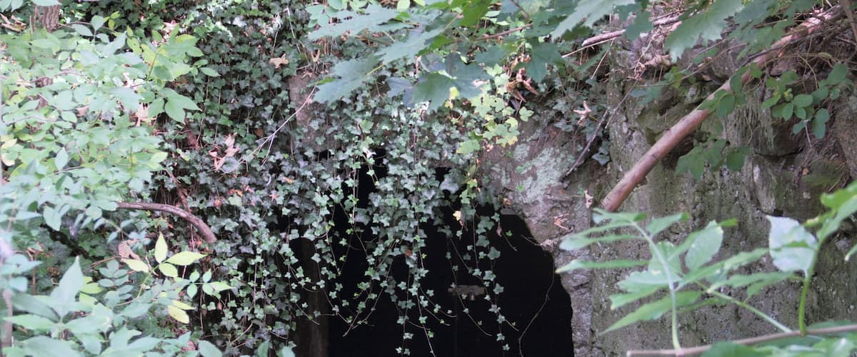 A cave entrance surrounded by dense foliage.