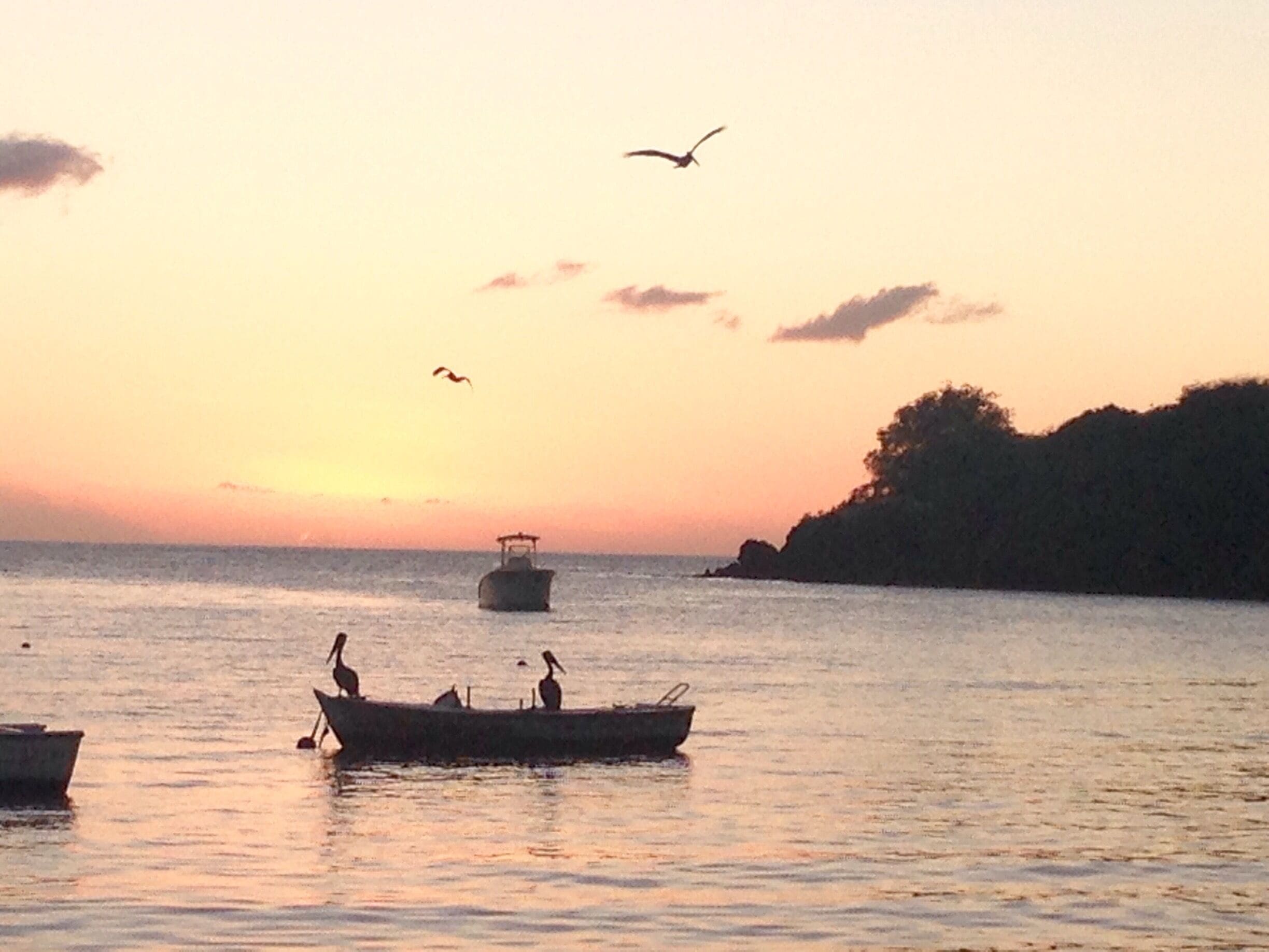 Mes amis les Pelicans 😂