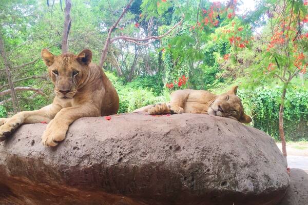 See lions up close in the safari tour at Bali Safari and Marine Park. Definitely one of the best zoo experiences I've had.