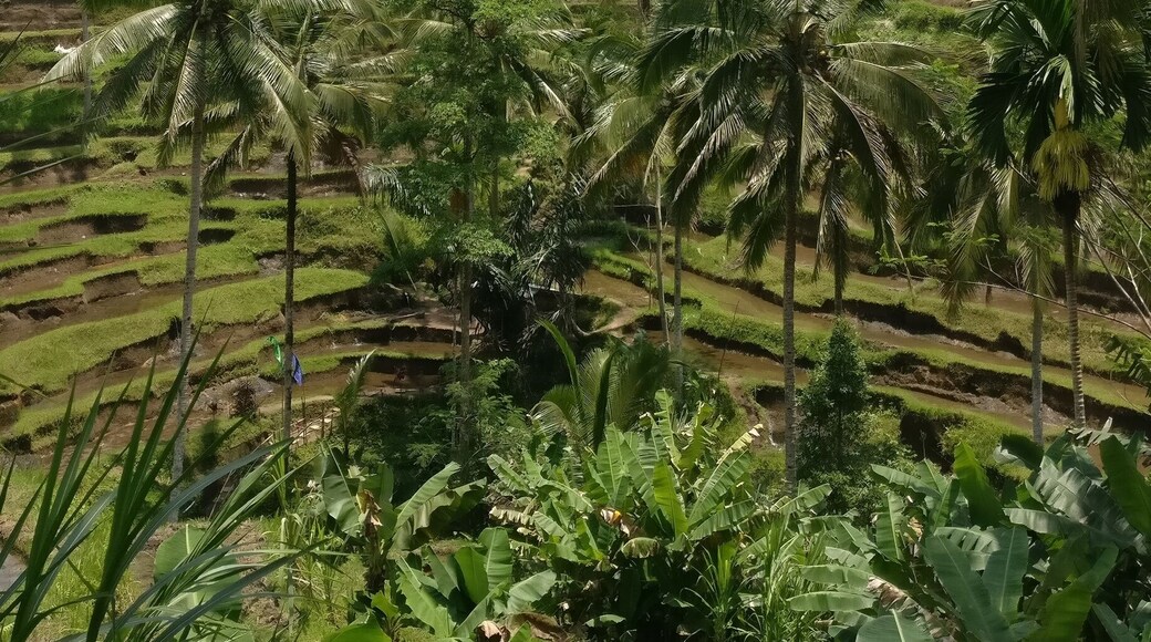 Classic shot of stepped rice paddies in Bali looking very lush! #LifeAtExpedia