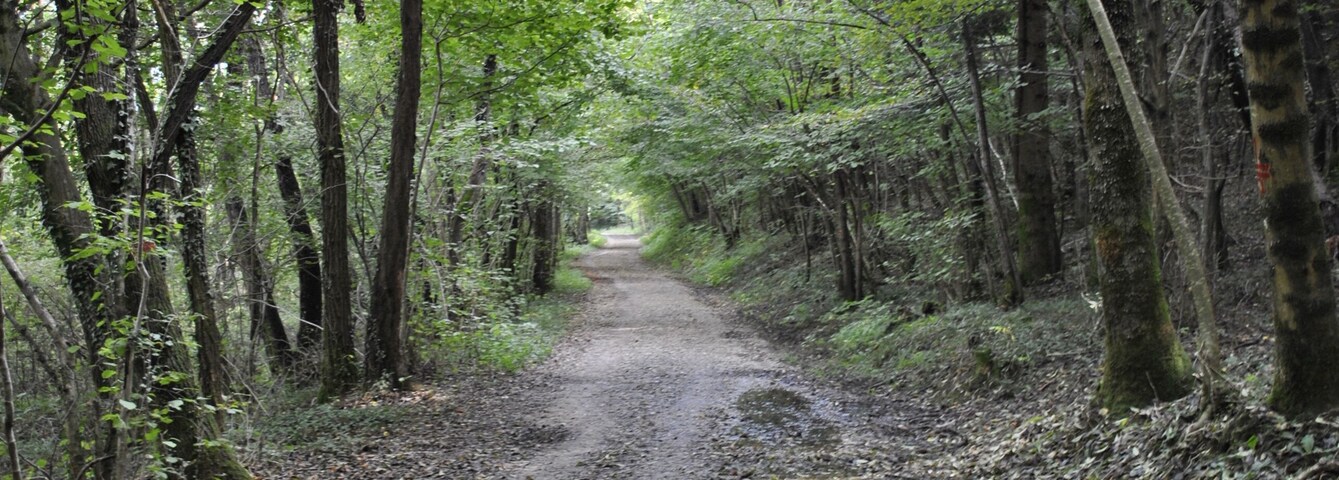 Un sendero de tierra rodeado de árboles.