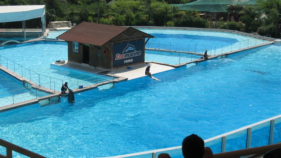 A dolphin show at Zoomarine Roma with a pool and a small building.