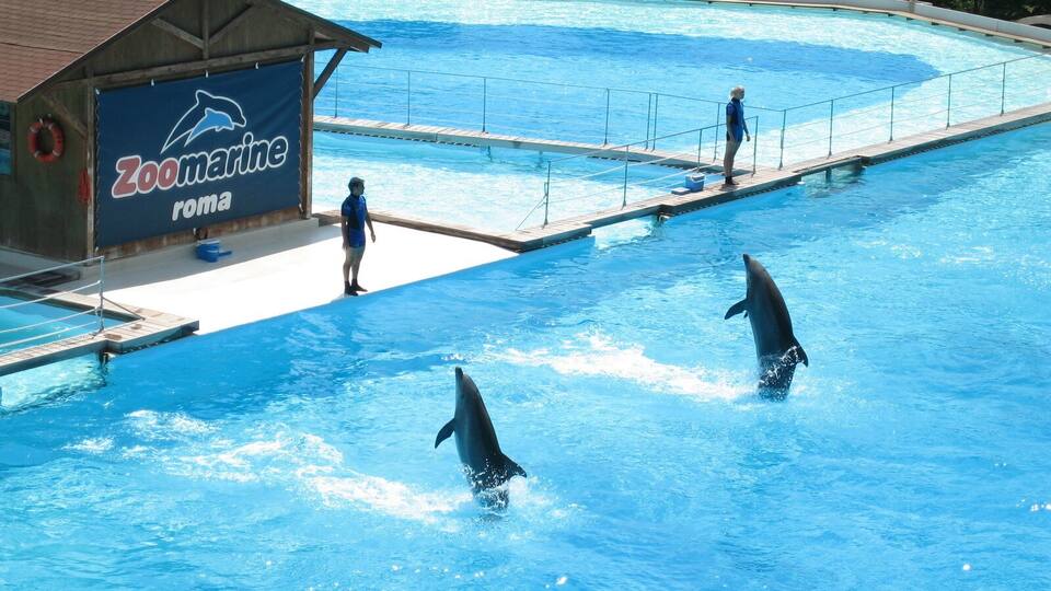 A dolphin pool at Zoomarine Roma with dolphins performing.