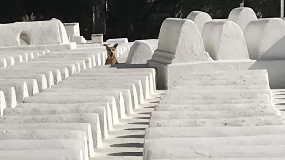 Jewish Cemetery in Fez, Morocco
Méchouar Fèz Jdid
#Details