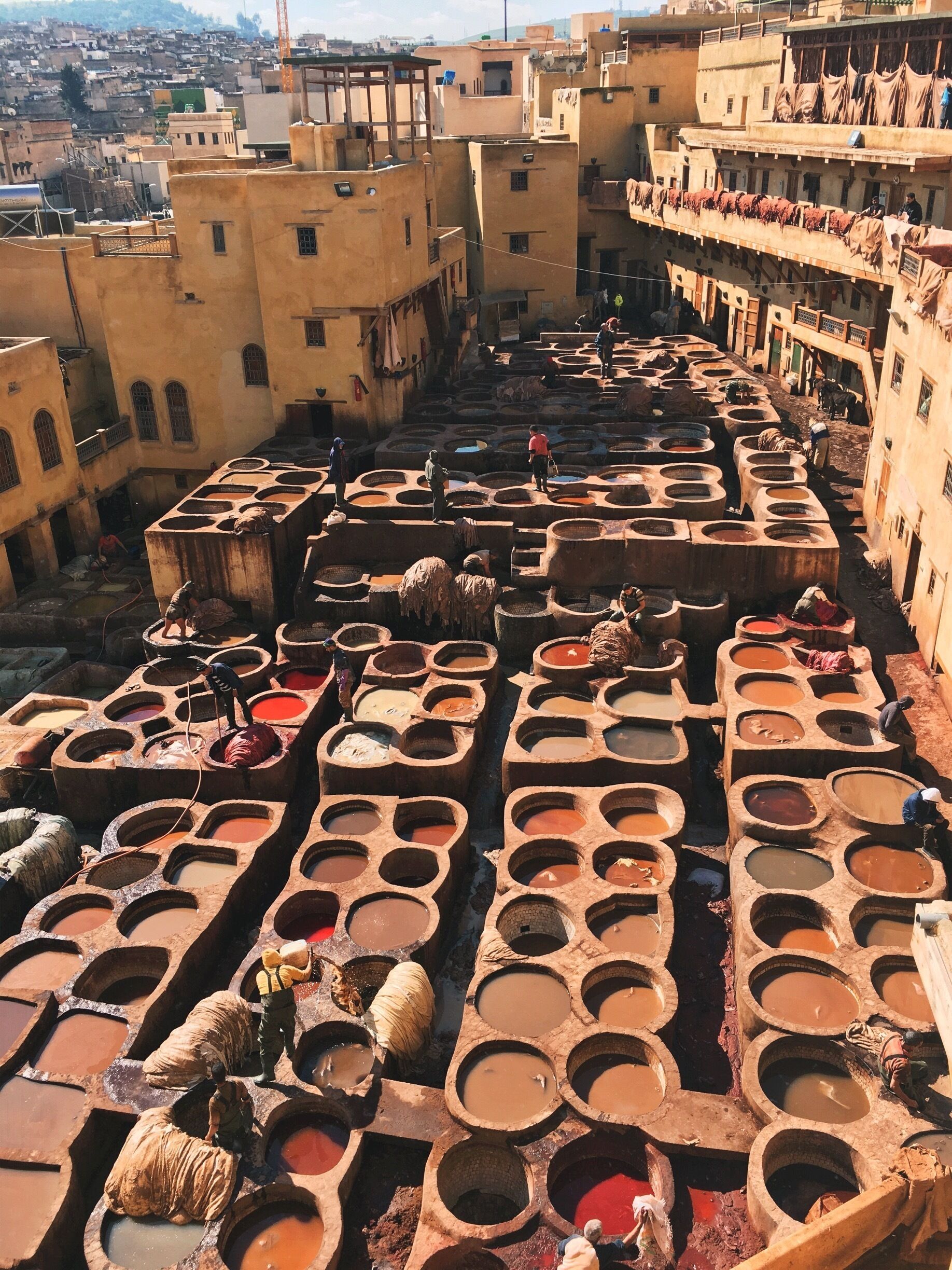 So amazing to see. Definitely make sure you bring mint to sniff though because the smell is crazy! Super hard to find. Only way to see it is to go into people houses