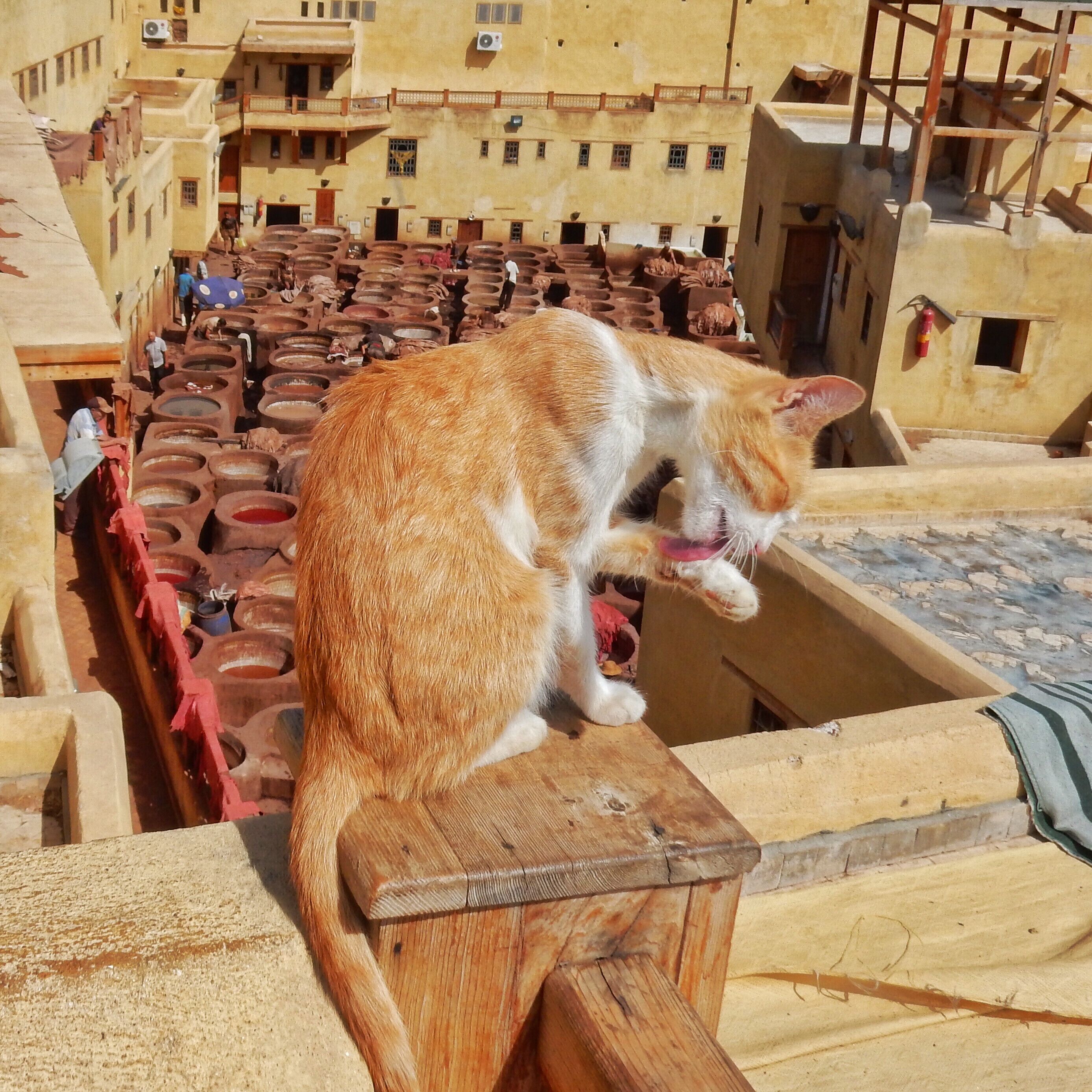 Friendly feline above Fez's leather tannery