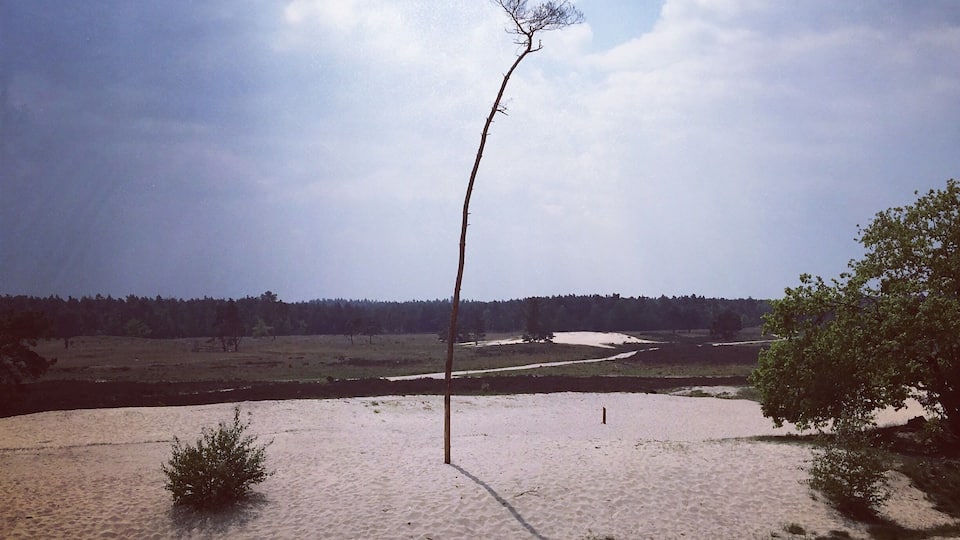 A flooded landscape with a prominent tree in the center, surrounded by sandy terrain and distant trees.