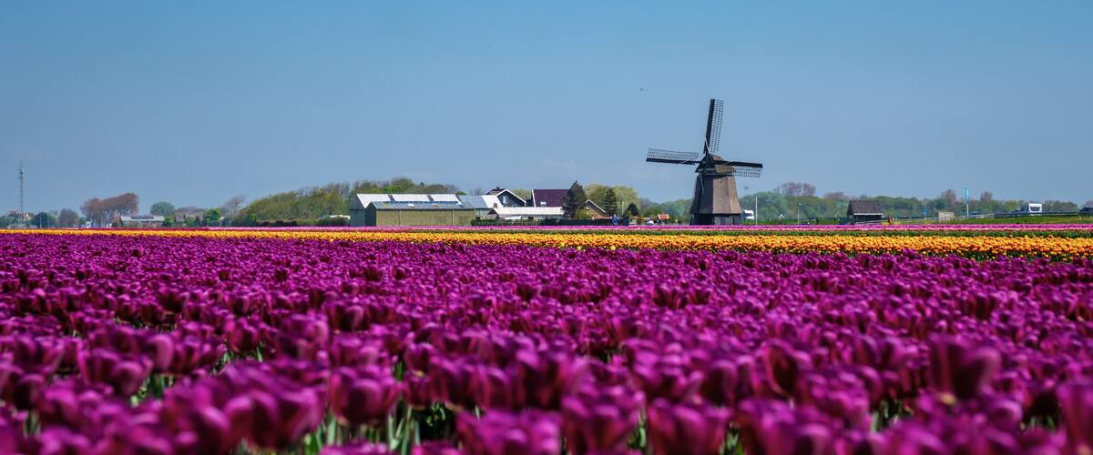 Vibrant purple tulip fields in the Netherlands under clear blue skies