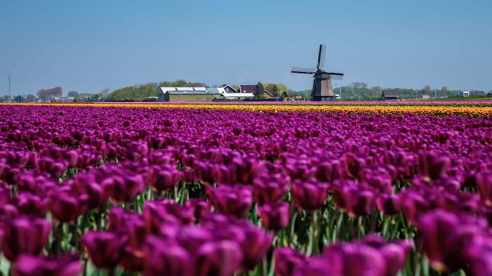 A field of purple tulips with a windmill in the background.
