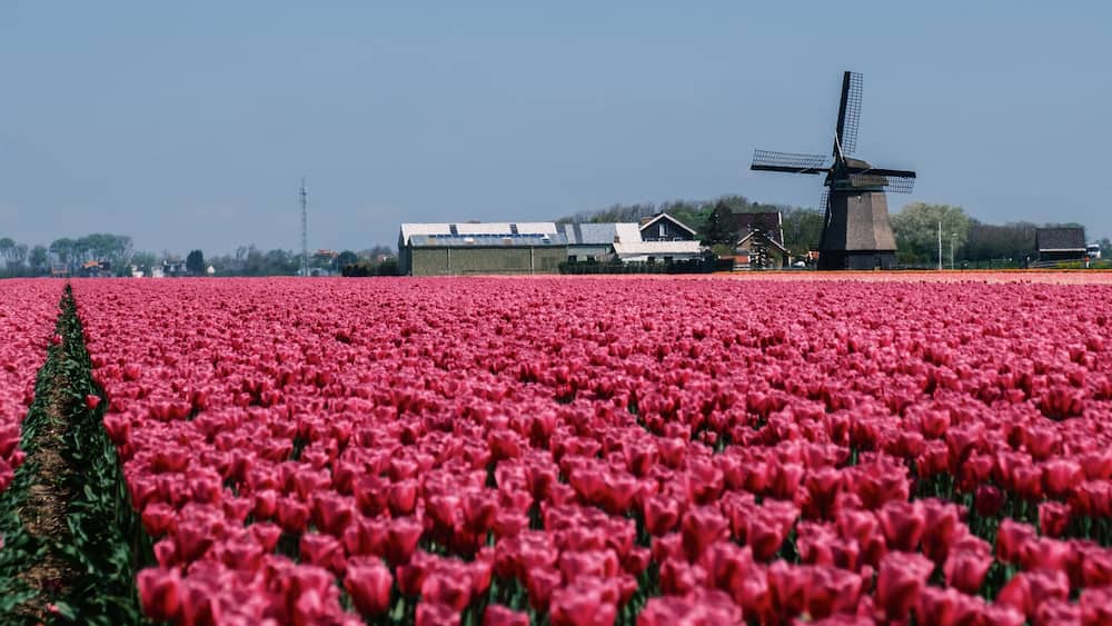 Un champ de tulipes rouges, un moulin à vent et une personne vêtue d’un costume traditionnel.