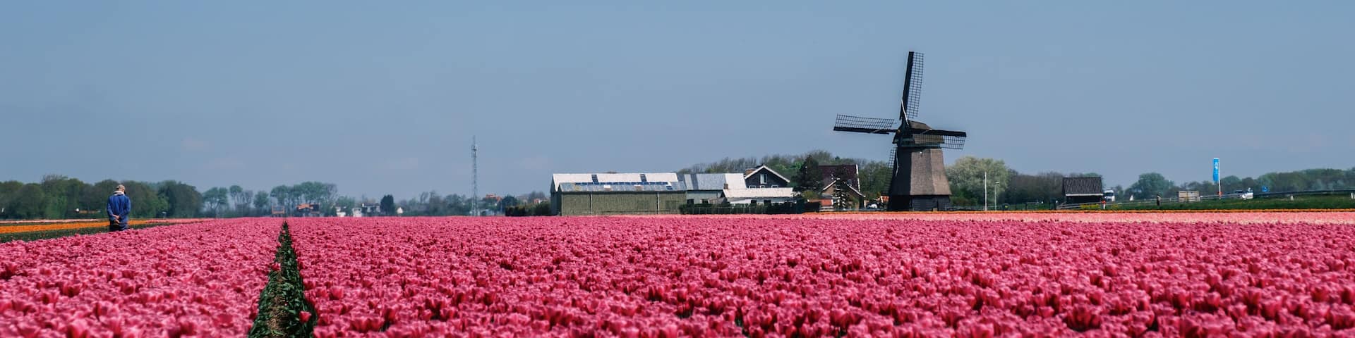 Vibrant tulip fields blooming under clear skies in the Netherlands