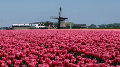 Vibrant tulip fields blooming under clear skies in the Netherlands