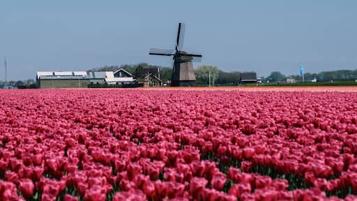 Vibrant tulip fields blooming under clear skies in the Netherlands