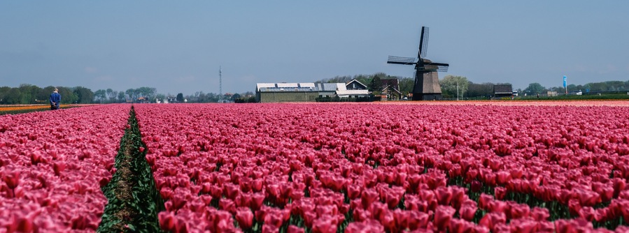 Vibrant tulip fields blooming under clear skies in the Netherlands