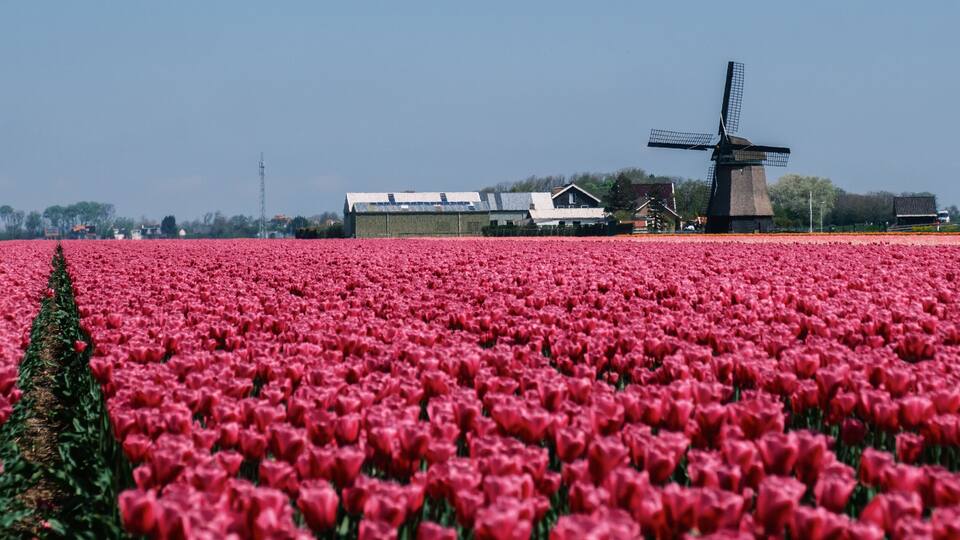 A field of red tulips, a windmill, and a person in traditional attire.