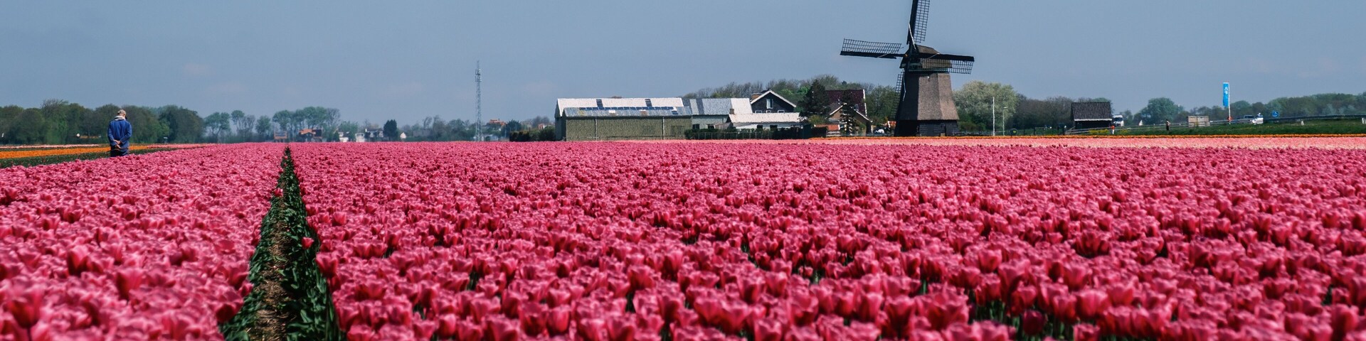 Vibrant tulip fields blooming under clear skies in the Netherlands
