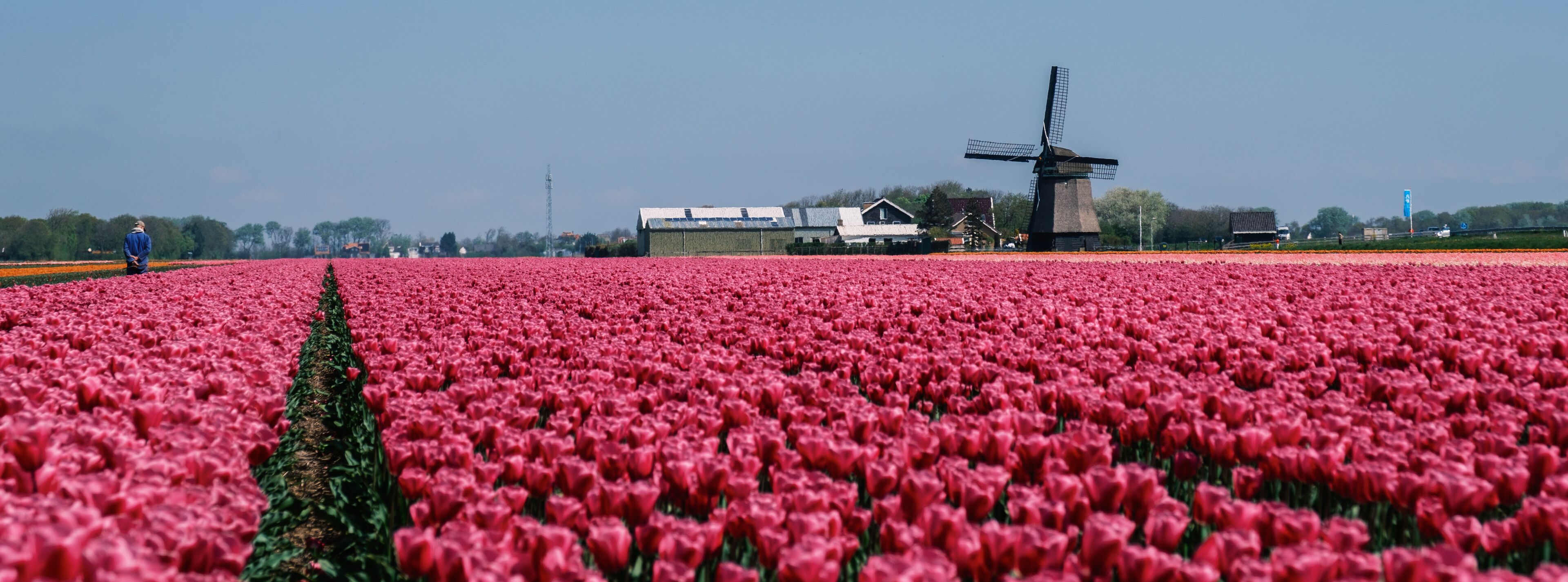 A field of red tulips, a windmill, and a person in traditional attire.