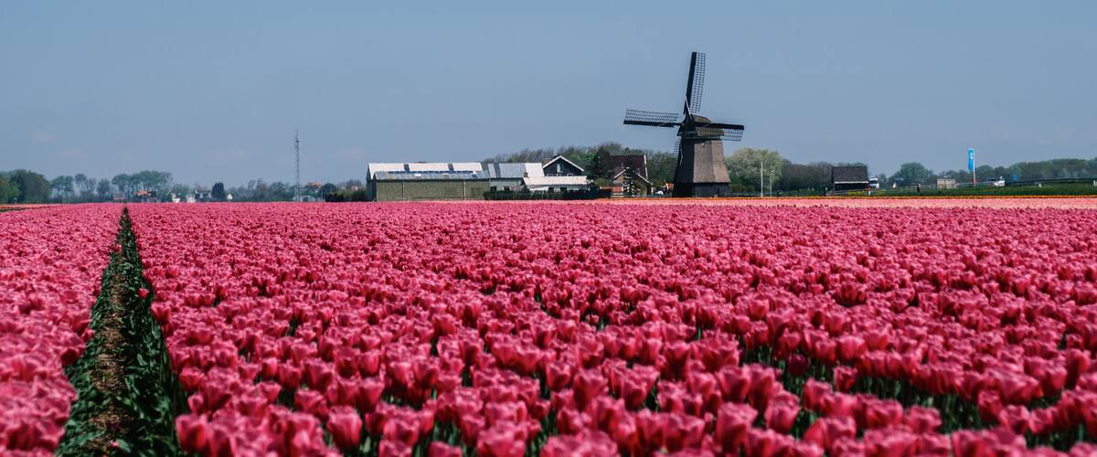 A field of red tulips, a windmill, and a person in traditional attire.