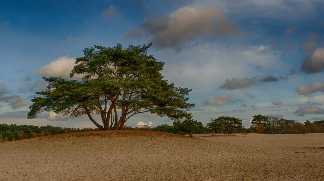 A lonely tree on the sand dunes of Soestduinen