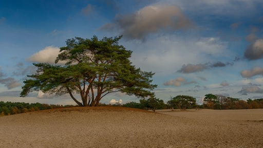 A lonely tree on the sand dunes of Soestduinen
